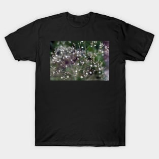 White Baby's Breath (Gypsophila paniculata) flowers T-Shirt